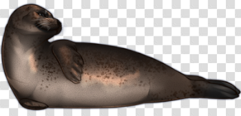 Dark Brown Harbor Seal by TokoTime on DeviantArt