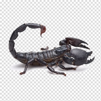 Dark Emperor scorpion, Emperor scorpion Tail Poison, Black Scorpion transparent background PNG clipart