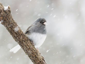 Dark-eyed junco bird. Free public | Free Photo - rawpixel