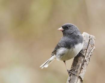 Dark-eyed junco bird. Free public | Free Photo - rawpixel