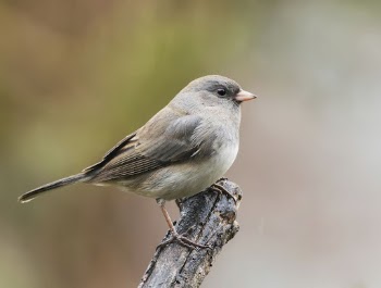 Dark-eyed junco bird. Free public | Free Photo - rawpixel