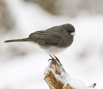 Dark-eyed junco bird. Free public | Free Photo - rawpixel