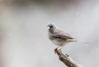 Dark-eyed junco bird. Free public | Free Photo - rawpixel