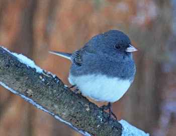 Dark Eyed Junco.JPG