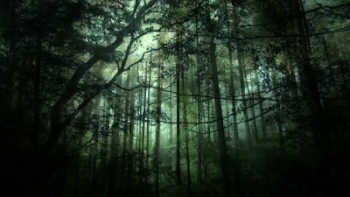 Dark Fantasy Forest Background Stock Motion Graphics PNG - DLPNG.com