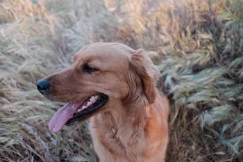 Dark Golden Retriever Sitting on the Grass