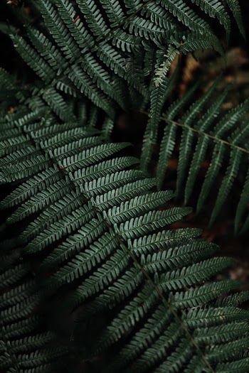 Dark Green Fern Plant