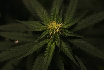 Dark Green Leafed Plant