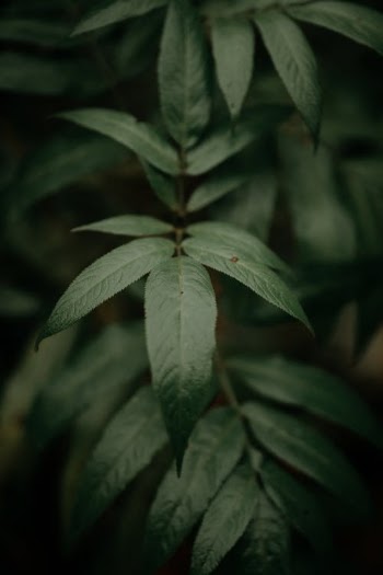 Dark green leaves of plant · Free Stock Photo