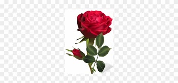 Dark Red Rose Flower And One Bud Isolated On White - Rose Red Flower Png Picsart