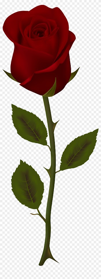 Dark Red Rose Transparent Png Clip Art - Red Rose Transparent