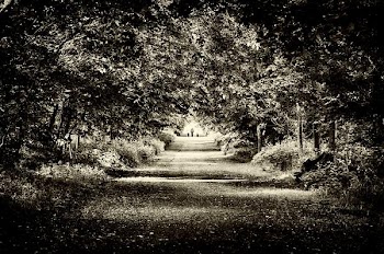 dark_tree_walk.jpg
