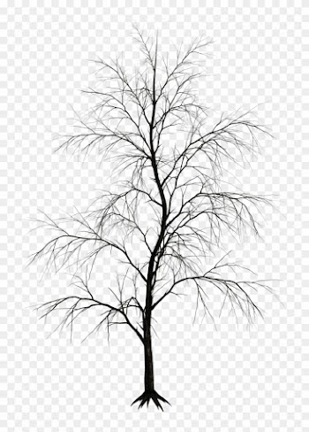 Dark Trees Png Stock 09 By Roy3d Top Amp Front View - Black And White Trees Png