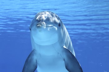 Darkened image of dolphin. Original | Free Photo - rawpixel