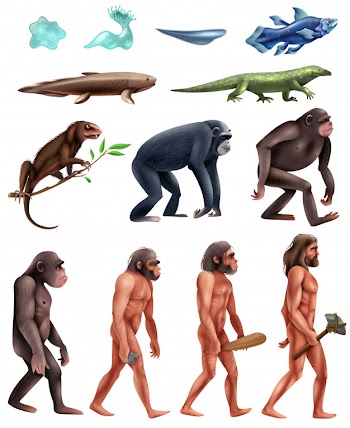 Darwin evolution icon set Free Vector