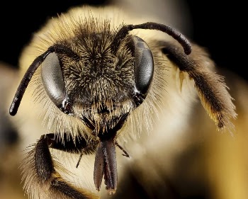 Dasypoda bee, female, face shot. | Free Photo - rawpixel