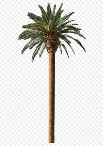 Date palm Arecaceae Coconut Tree Frond - palm tree 