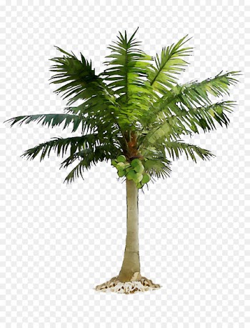 Date palm Palm trees Portable Network Graphics Image -  