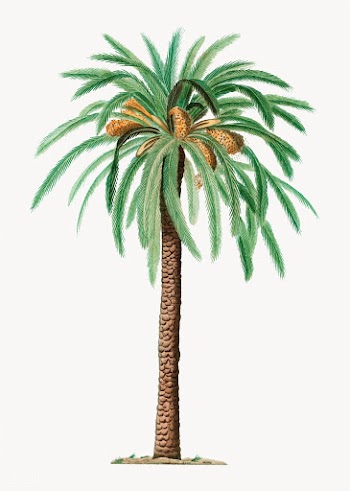 Date palm tree | Free stock vector - 568683