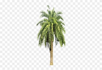 Date Palm Tree Png
