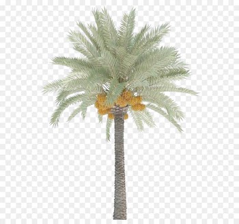 Date Palm Trees 