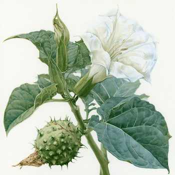 Datura Flower and Seed Pod