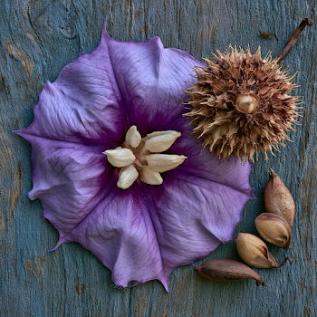 Datura Flower Seed Pod Arrangement