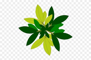 Daun Pohon - Tree Vector Top View Png
