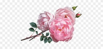 David Auston Roses Png