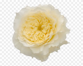 David - David Austin Patience Garden Rose