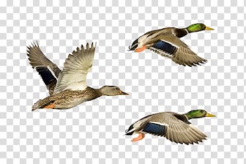 Dayan transparent background PNG clipart