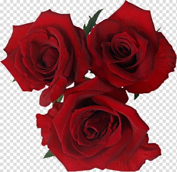 Daytime Birthday Flower bouquet Gift Valentine's Day, six transparent background PNG clipart