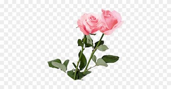 Découvrir Ce Produit - Garden Roses
