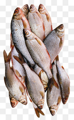 Dead Fish Png, Vector, PSD, and Clipart With Transparent ...