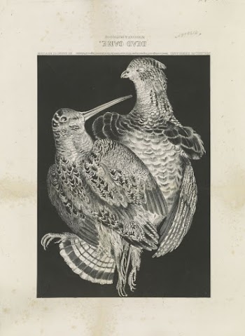 Dead game: Woodcock & Partridge | Free Photo - rawpixel