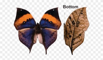 Dead Leaf Butterfly - Kilobyte