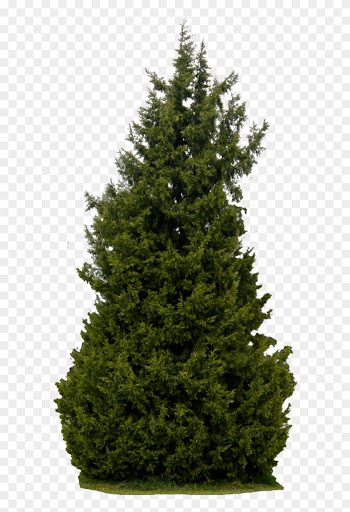 Dead Pine Tree Clip Art Download - Real Tree Png