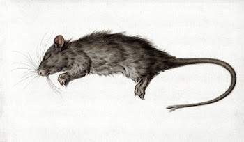 Dead rat (1795) drawing in high resolution by… | Free public domain illustration