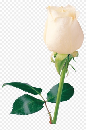 Dead Rising Clipart Rose - White Rose Page