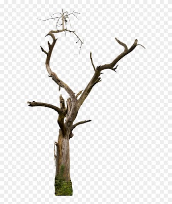 Dead Tree 04 Hq By Gd08 - Dead Tree Png