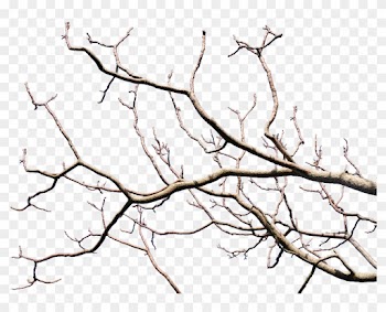Dead Tree Branch With Transparent Background Png - Tree Branch Transparent Background