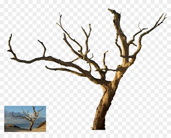 Dead Tree - Dead Tree Isolated