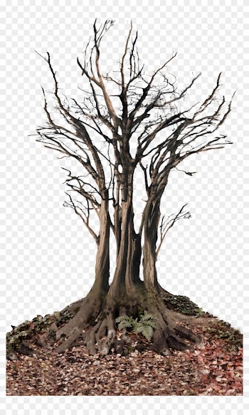 Dead Tree In Landscape Png Stock Photo 0361 By Annamae22 - Dead Tree Png