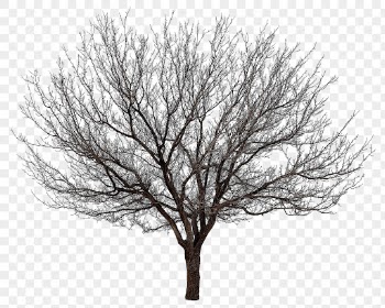 Dead tree png sticker, collage | Free PNG - rawpixel