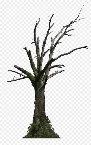 Dead Tree Png Stock Photo 0098 With Ivy By Annamae22 - Dead Tree Png