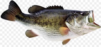 Decal Fishing Rods Bass boat Sticker - fishing 