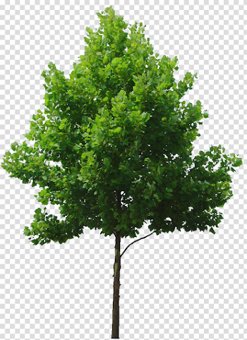 Deciduous Tree Png & Free Deciduous Tree.png Transparent Images ...