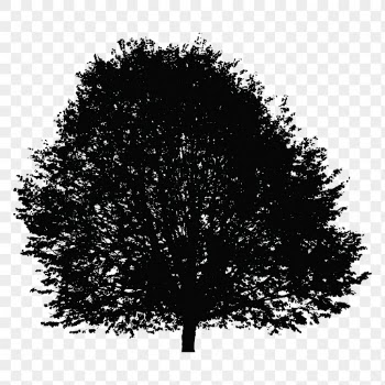 Deciduous tree png sticker nature | Free PNG - rawpixel