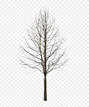 Deciduous Tree Winter I - Trees Cut Out Black