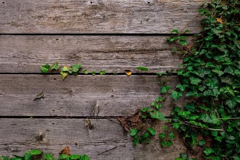 Deck And Vines Texture